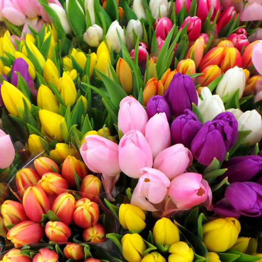 Bouquets of 10 tulips