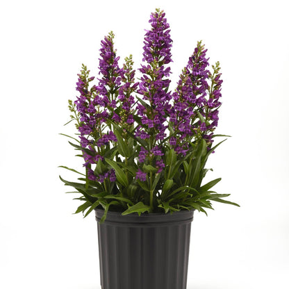 Penstemon Summit Sweets™ Purple – Pénstémon Summit Sweets™ Purple