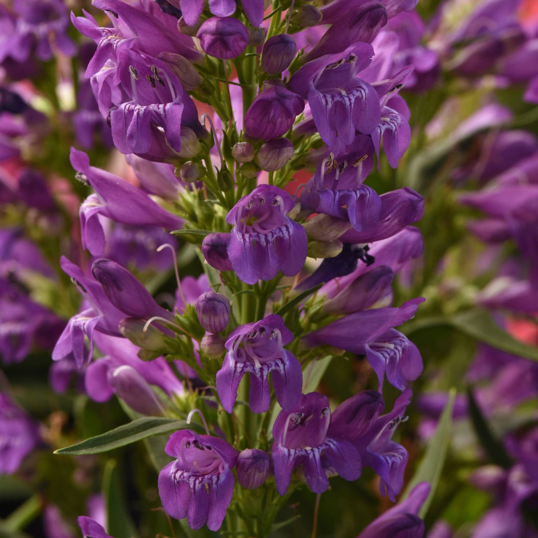 Penstemon Summit Sweets™ Purple – Pénstémon Summit Sweets™ Purple