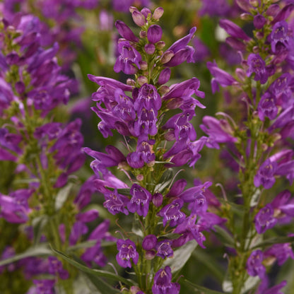 Penstemon Summit Sweets™ Purple – Pénstémon Summit Sweets™ Purple