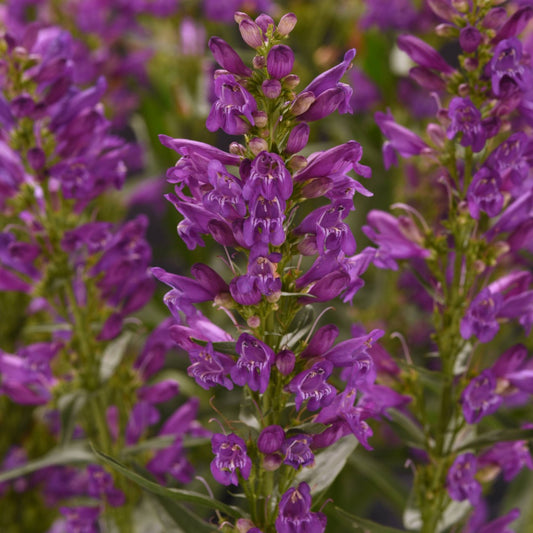 Penstemon Summit Sweets™ Purple – Pénstémon Summit Sweets™ Purple
