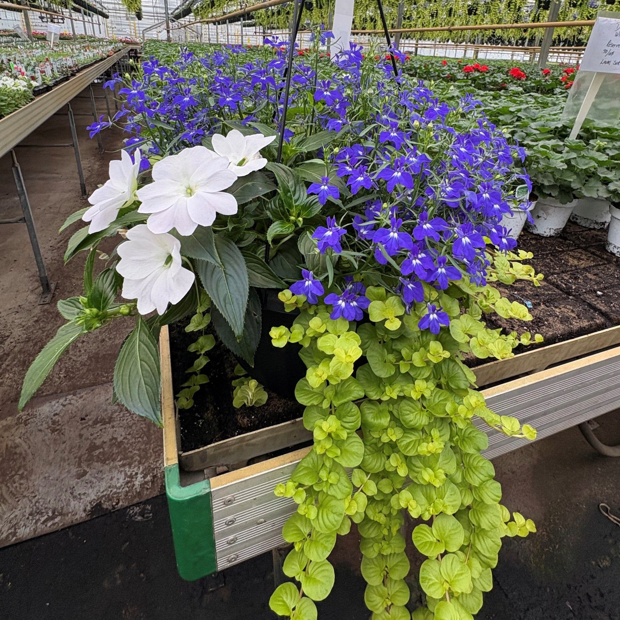 フラワー・ガーデニング   flower Basket Musical Trixi® and Durabella® Planters | Stunning Flowers All Summer Long