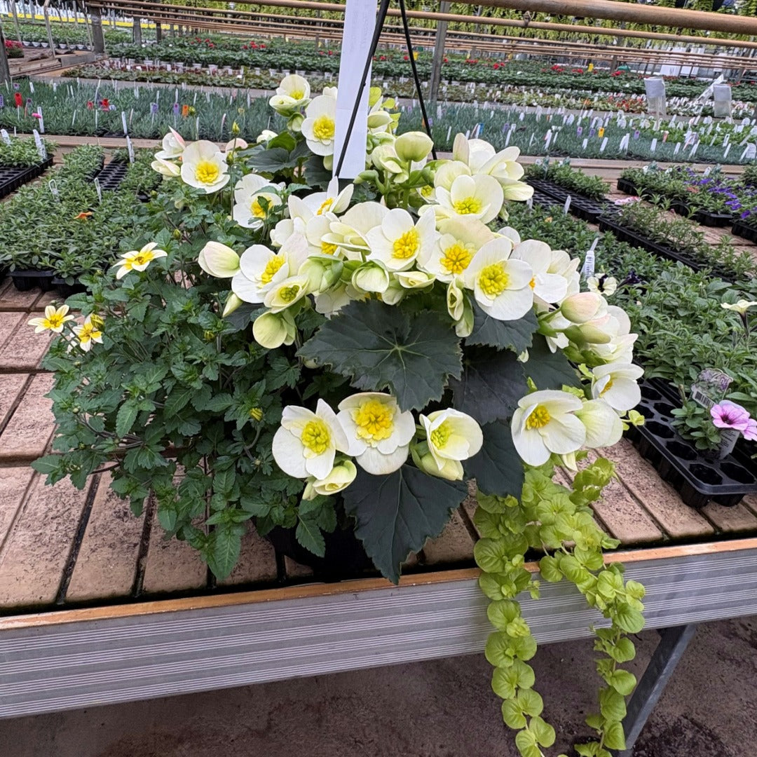 Mixed Flower Planters – Trixi® and Durabella® Collections