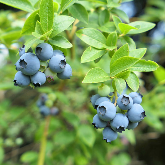 Northland' Blueberry