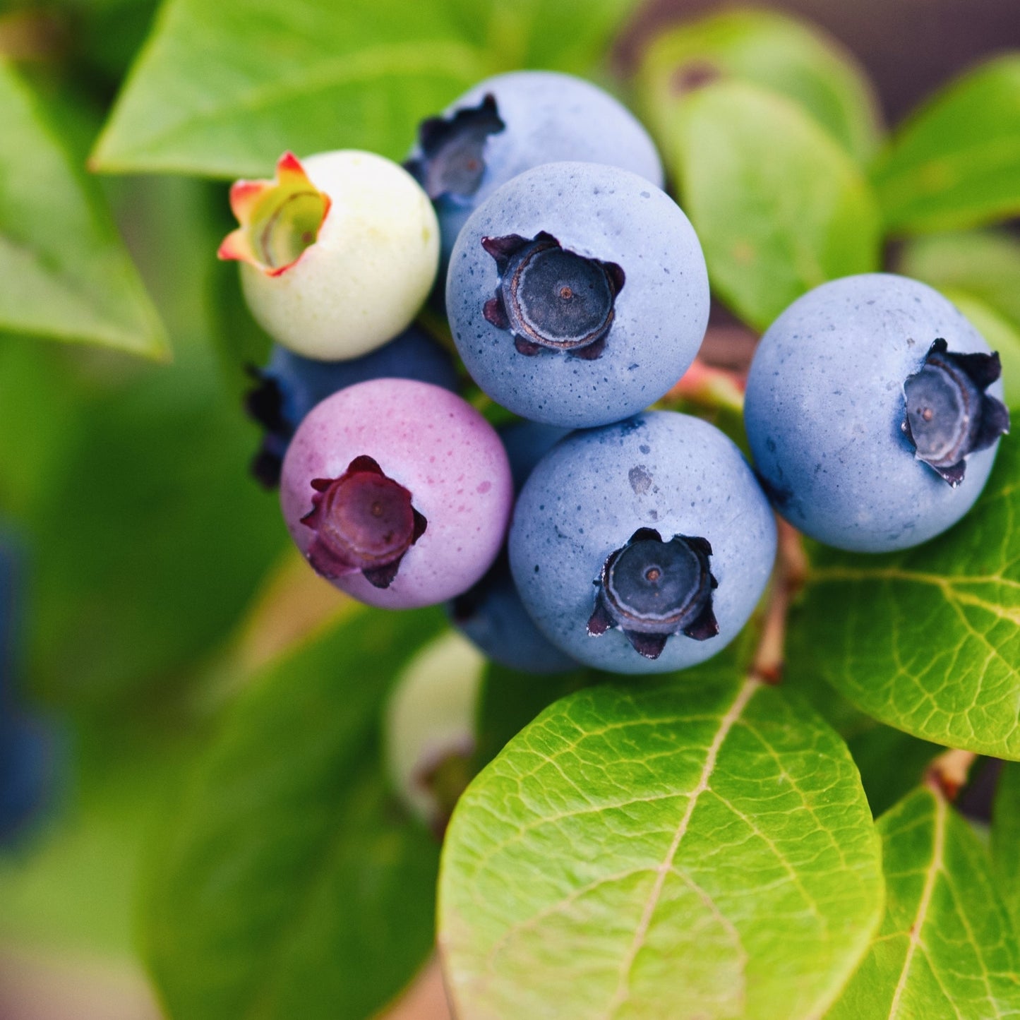 Bleuet 'Northsky'