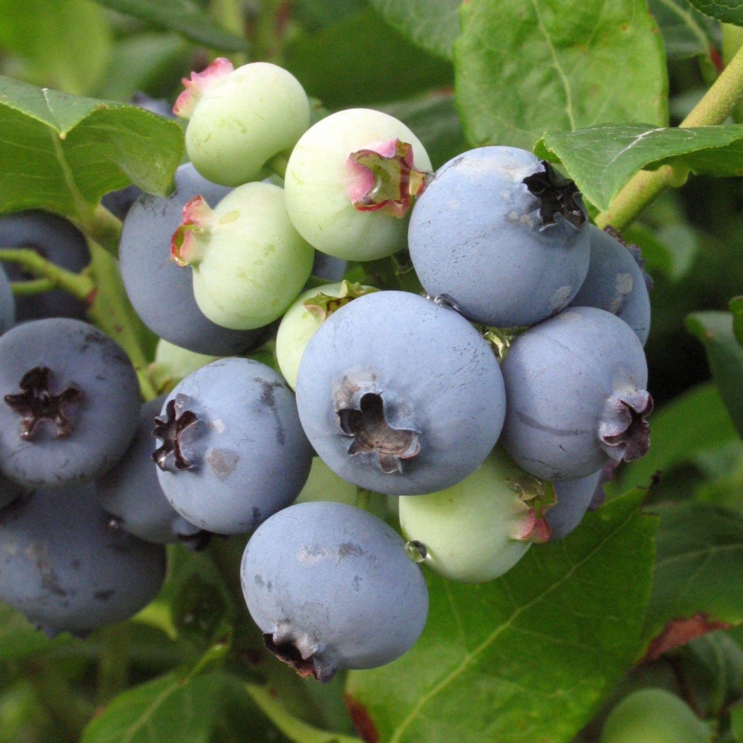 Bleuet géant 'Patriot'