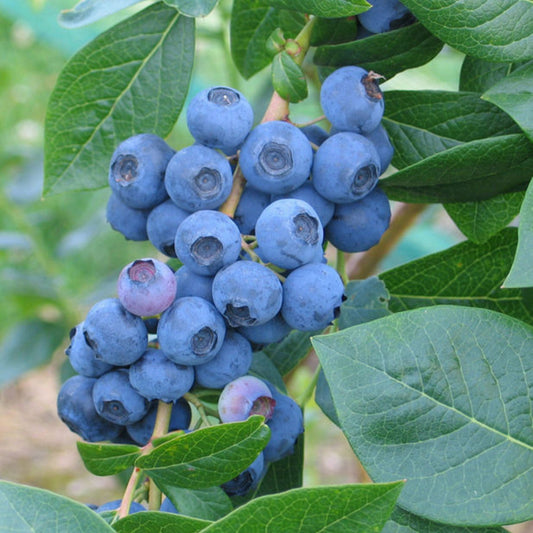 Sweet Heart' Blueberry