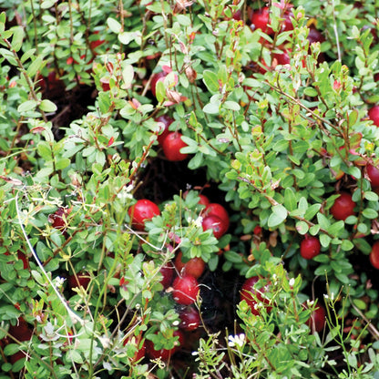 Canneberge à gros fruits