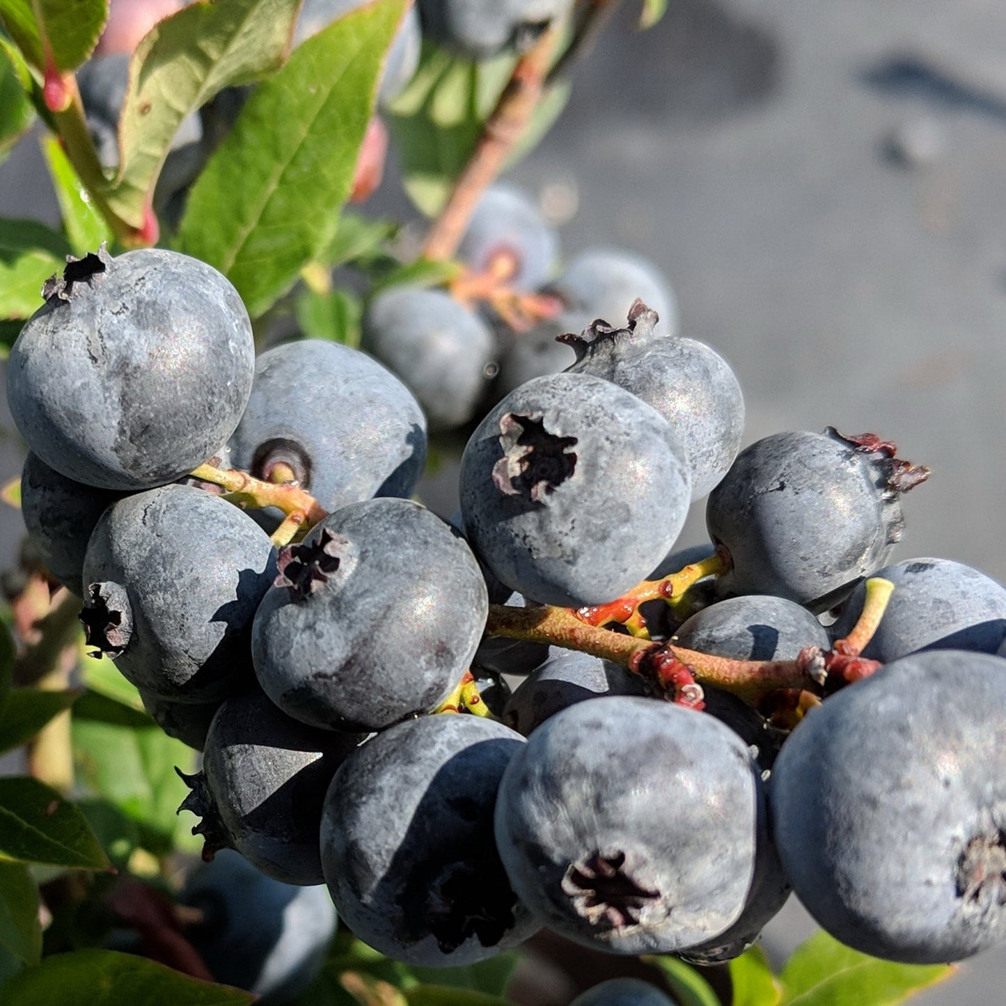 Top Hat' Lowbush Blueberry