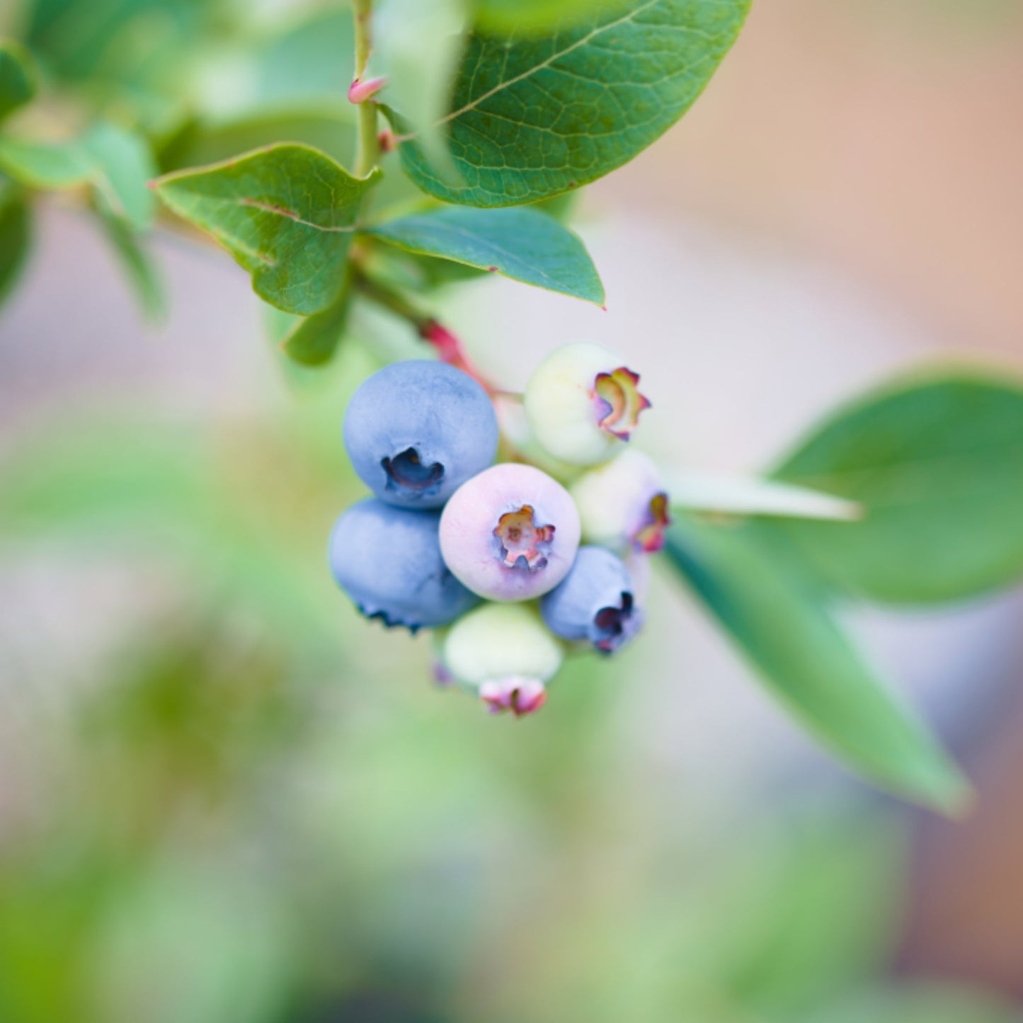 Elliott' Highbush Blueberry