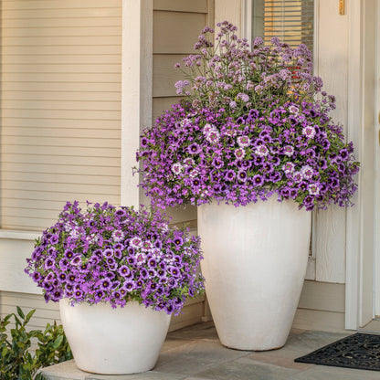 SUPERBENA SPARKLING® Amethyst Verbena