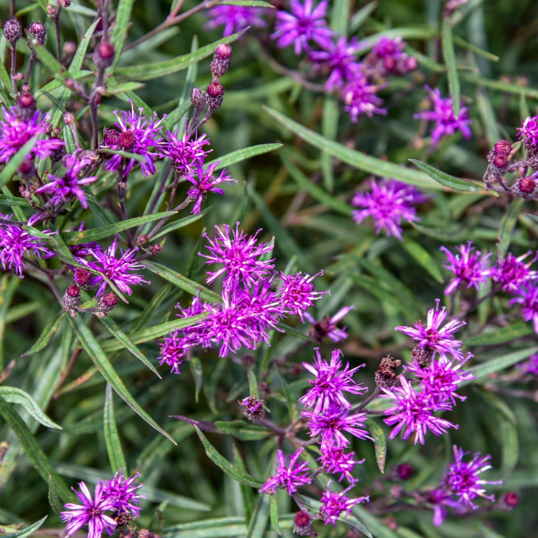Vernonia hybrida 'Prairie Princess' – Prairie Princess Ironweed
