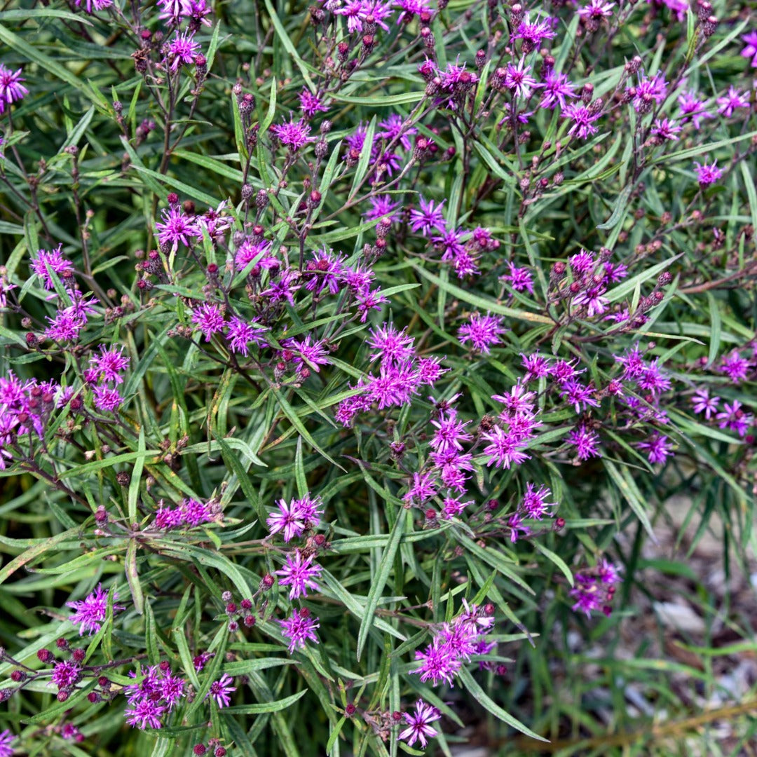 Vernonia hybrida 'Prairie Princess' – Prairie Princess Ironweed