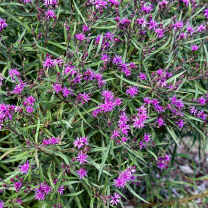 Vernonia hybrida 'Prairie Princess' – Prairie Princess Ironweed