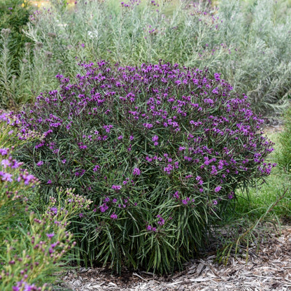 Vernonia hybrida 'Prairie Princess' – Prairie Princess Ironweed