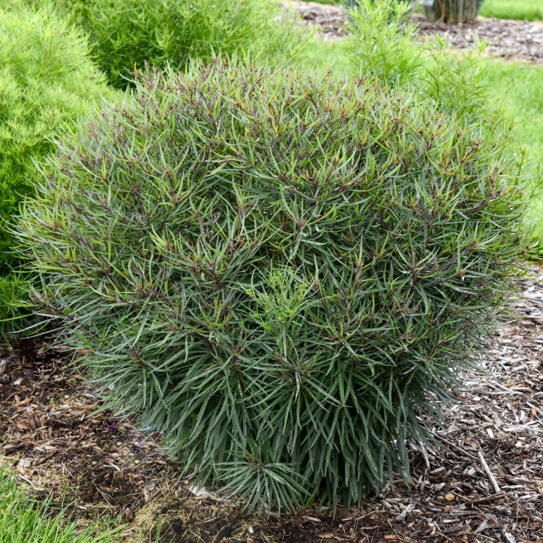Vernonia hybrida 'Prairie Princess' – Prairie Princess Ironweed