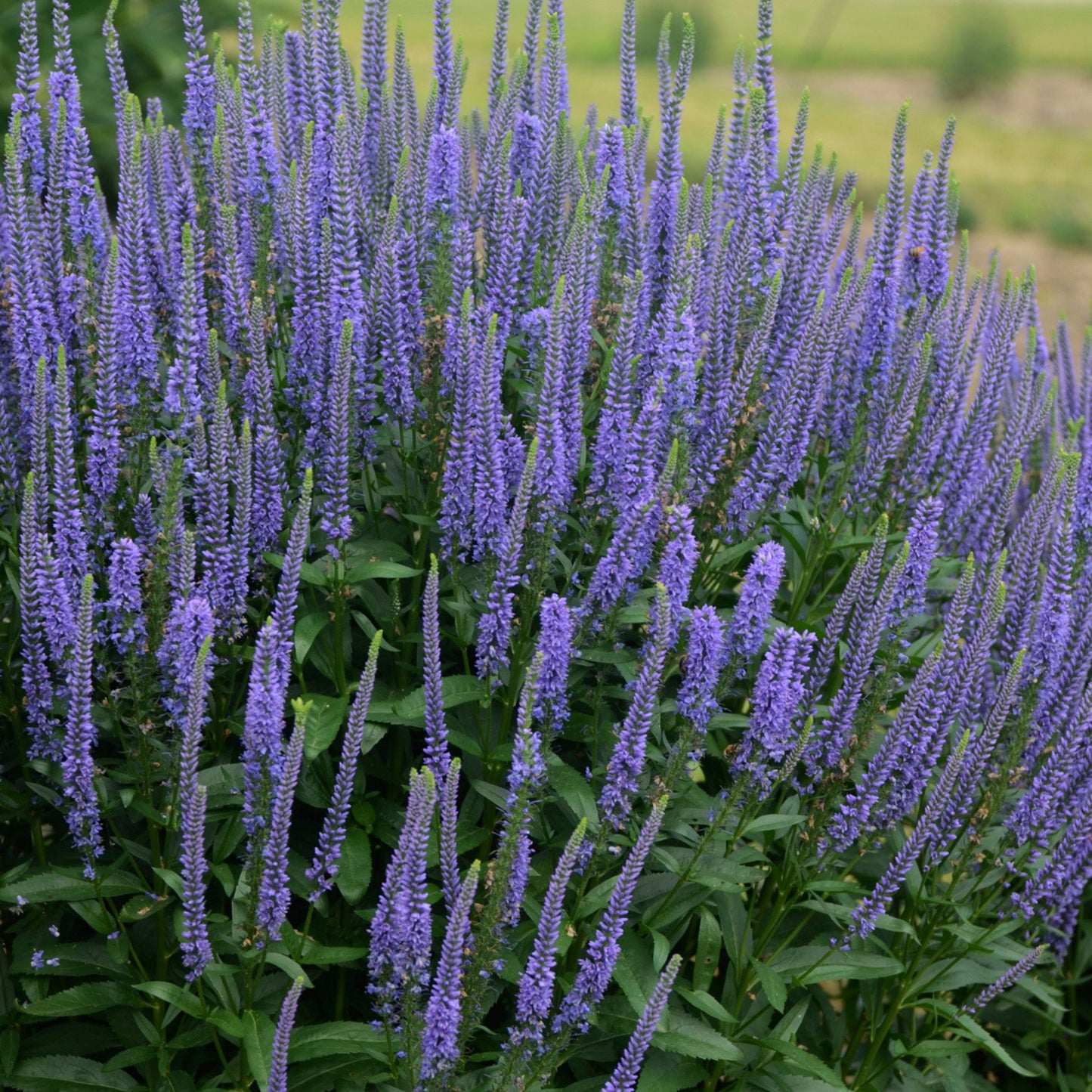 Blue Skywalker' Spike Speedwell 