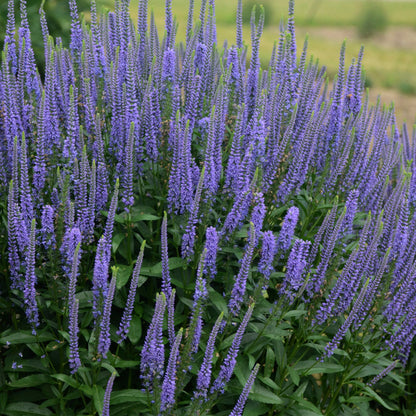 Blue Skywalker' Spike Speedwell 