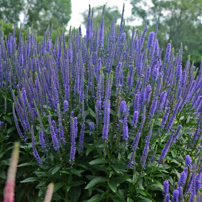 Véronique 'Blue Skywalker'