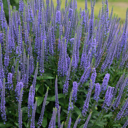 Véronique 'Blue Skywalker'