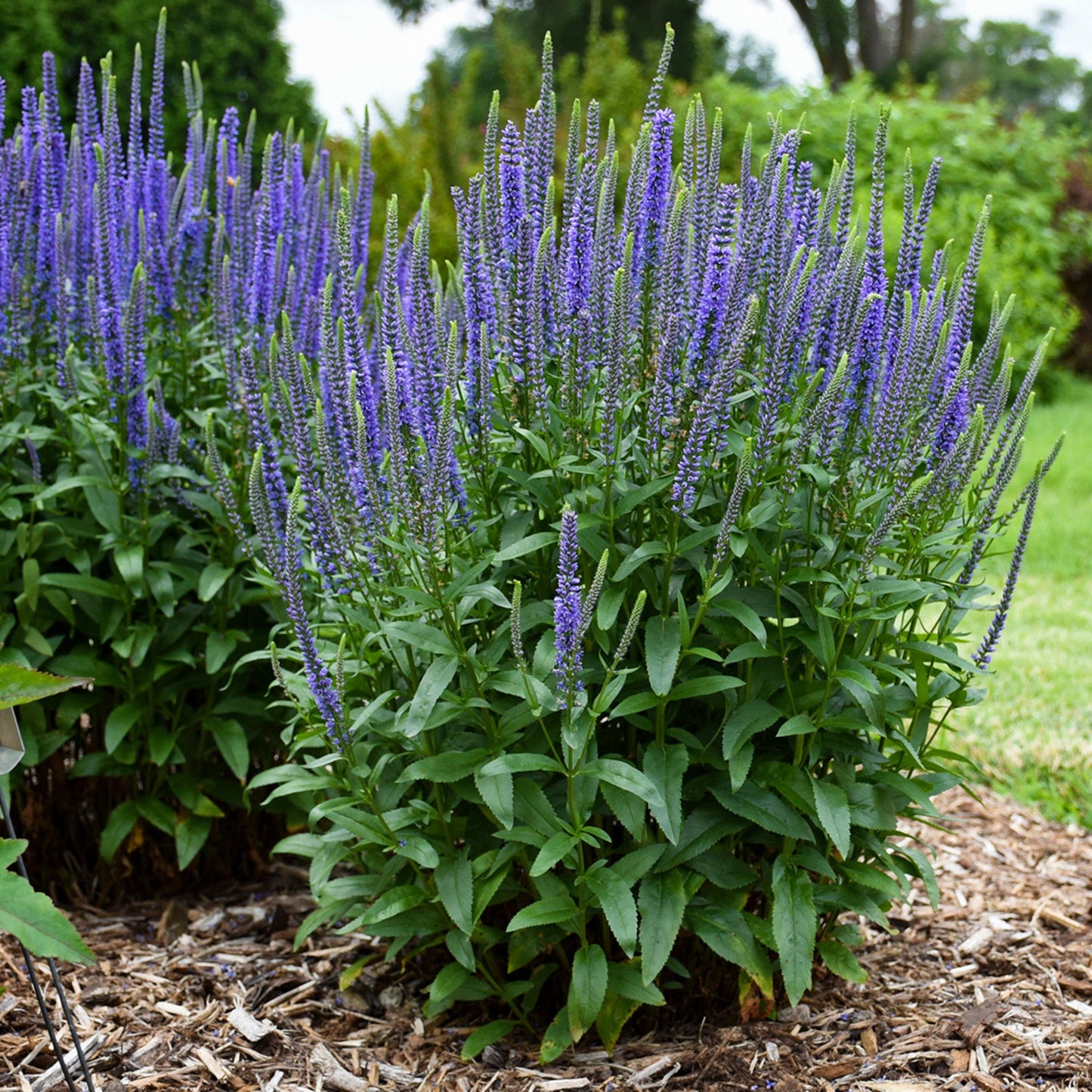 Véronique 'Blue Skywalker'