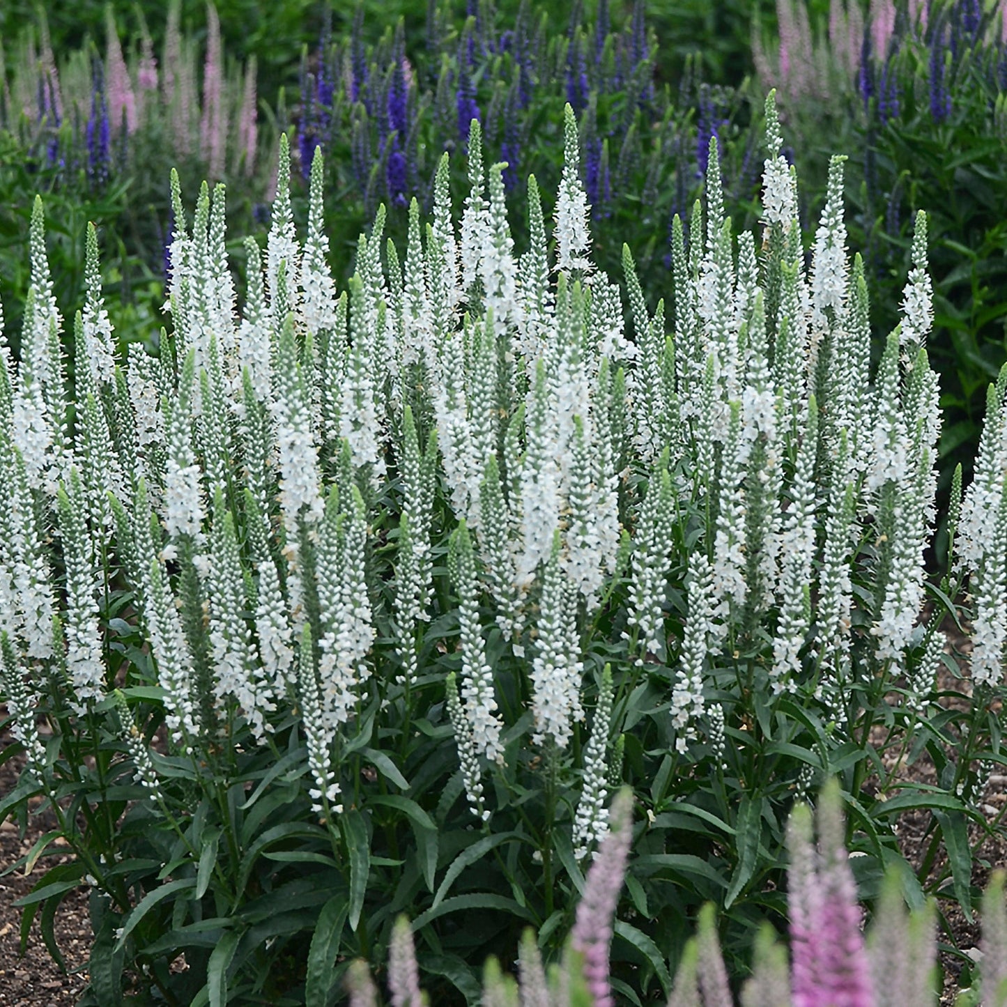 Véronique MAGIC SHOW® 'White Wands'