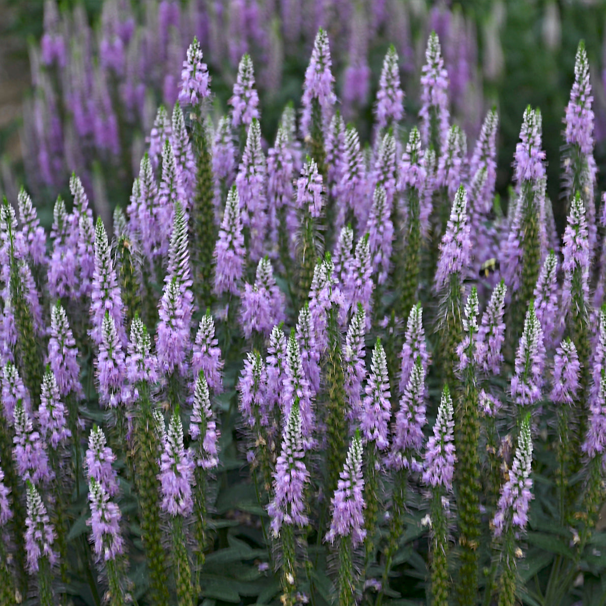 Veronica spicata 'Lavender Lightsaber' – Véronique en épi 'Lavender Lightsaber'