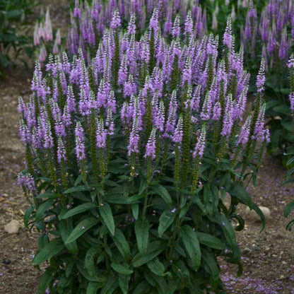 Veronica spicata 'Lavender Lightsaber' – Véronique en épi 'Lavender Lightsaber'