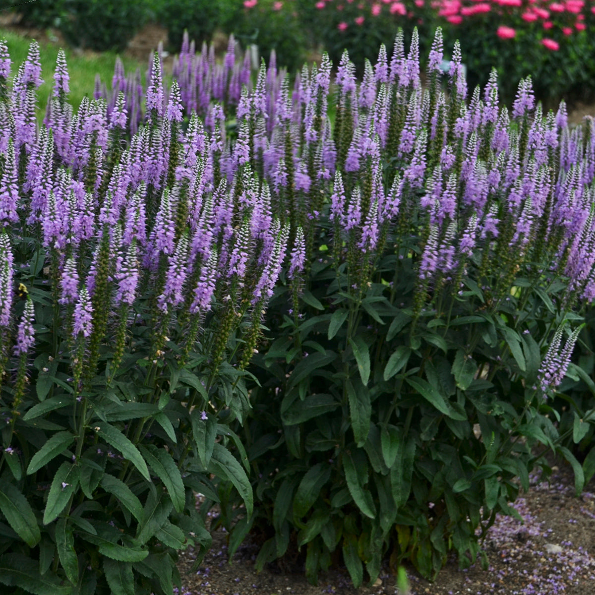 Veronica spicata 'Lavender Lightsaber' – Véronique en épi 'Lavender Lightsaber'
