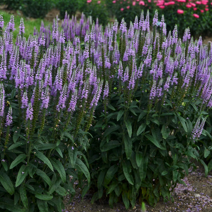 Veronica spicata 'Lavender Lightsaber' – Véronique en épi 'Lavender Lightsaber'