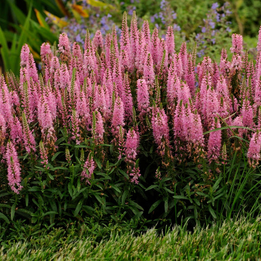 Veronica spicata 'Giles Van Hees' – Véronique en épi 'Giles Van Hees