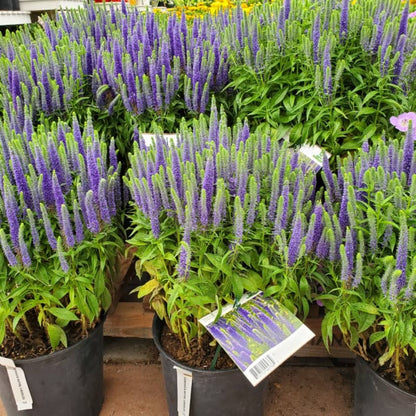 Veronica spicata 'Royal Candles' – Véronique en épi 'Royal Candles'
