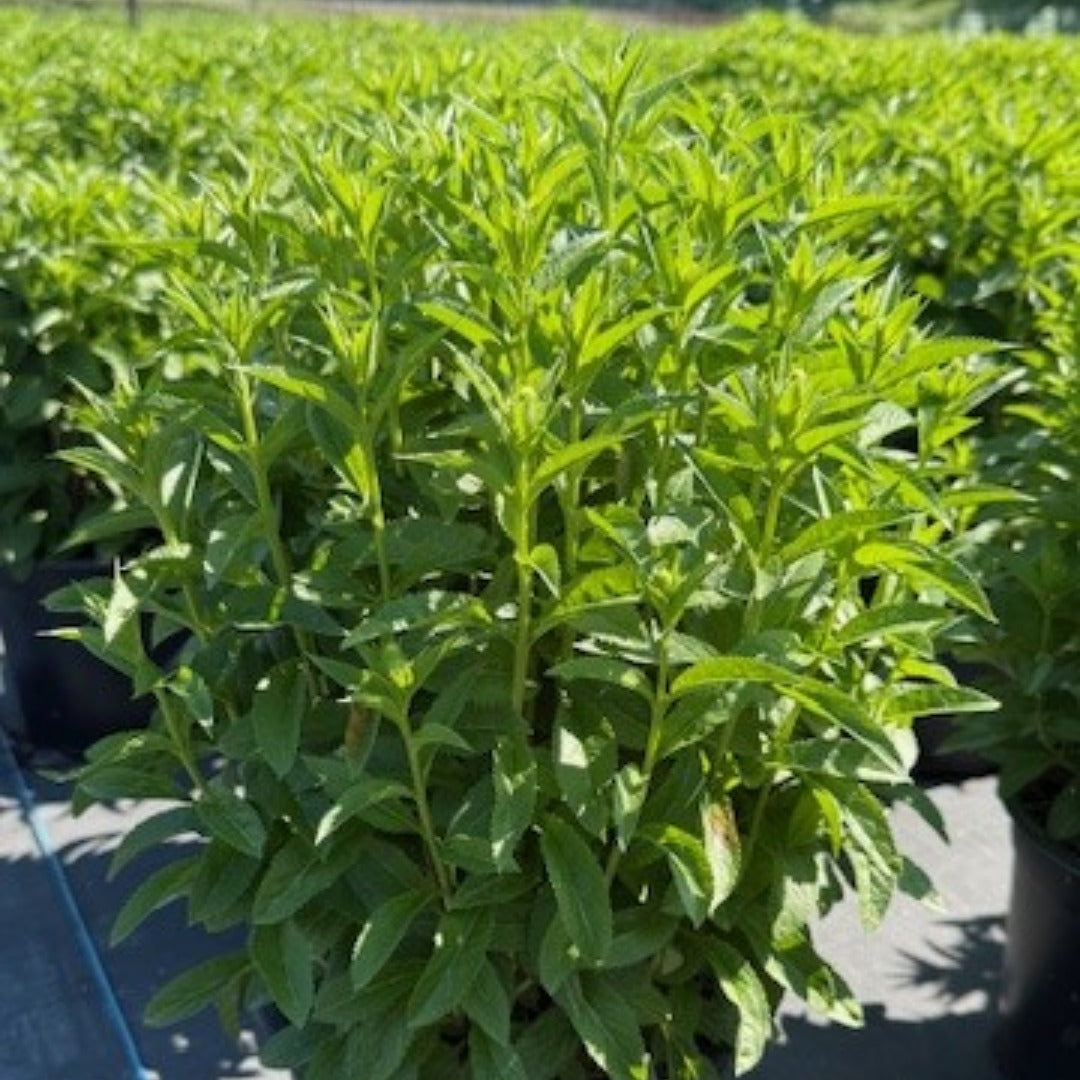 Veronica spicata 'Royal Candles' – Véronique en épi 'Royal Candles'