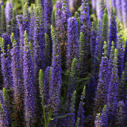 Veronica spicata 'Royal Candles' – Véronique en épi 'Royal Candles'