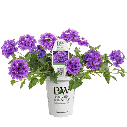 Verbena × hybrida Superbena® Cobalt™ – Verveine Superbena® Cobalt™