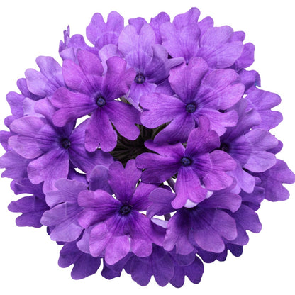 Verbena × hybrida Superbena® Cobalt™ – Verveine Superbena® Cobalt™