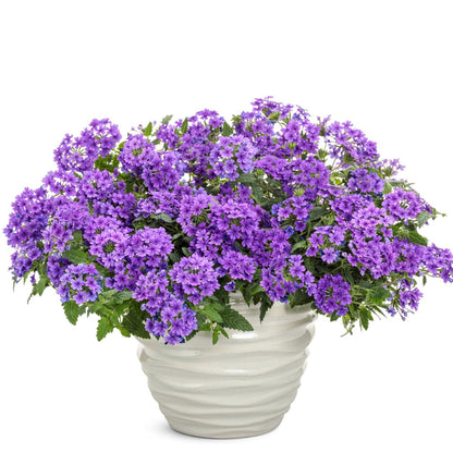 Verbena × hybrida Superbena® Cobalt™ – Verveine Superbena® Cobalt™