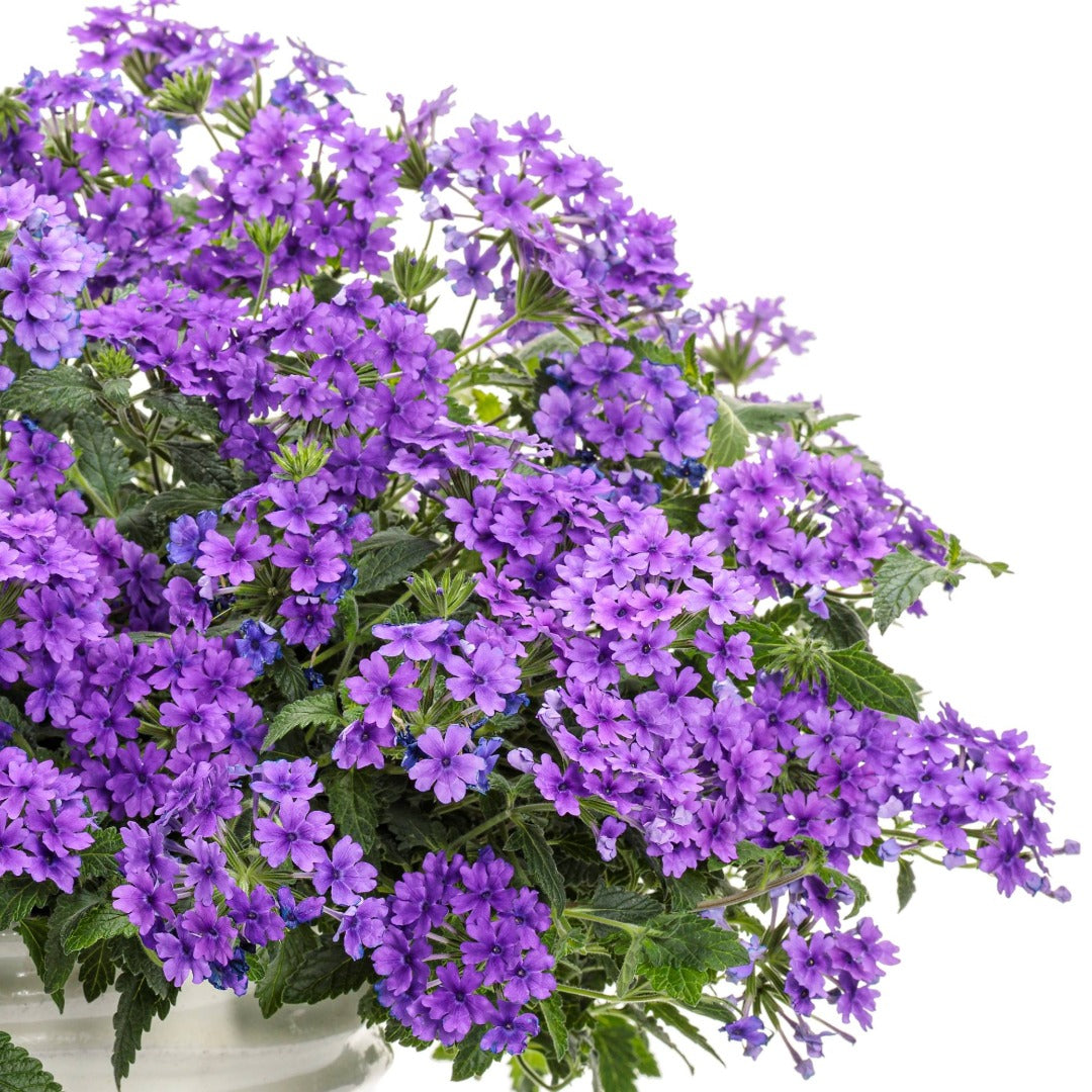 Verbena × hybrida Superbena® Cobalt™ – Verveine Superbena® Cobalt™