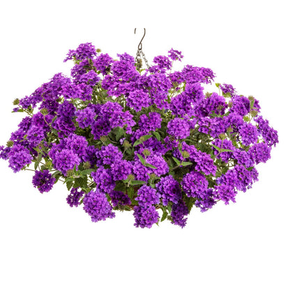 Verbena × hybrida Superbena® Cobalt™ – Verveine Superbena® Cobalt™