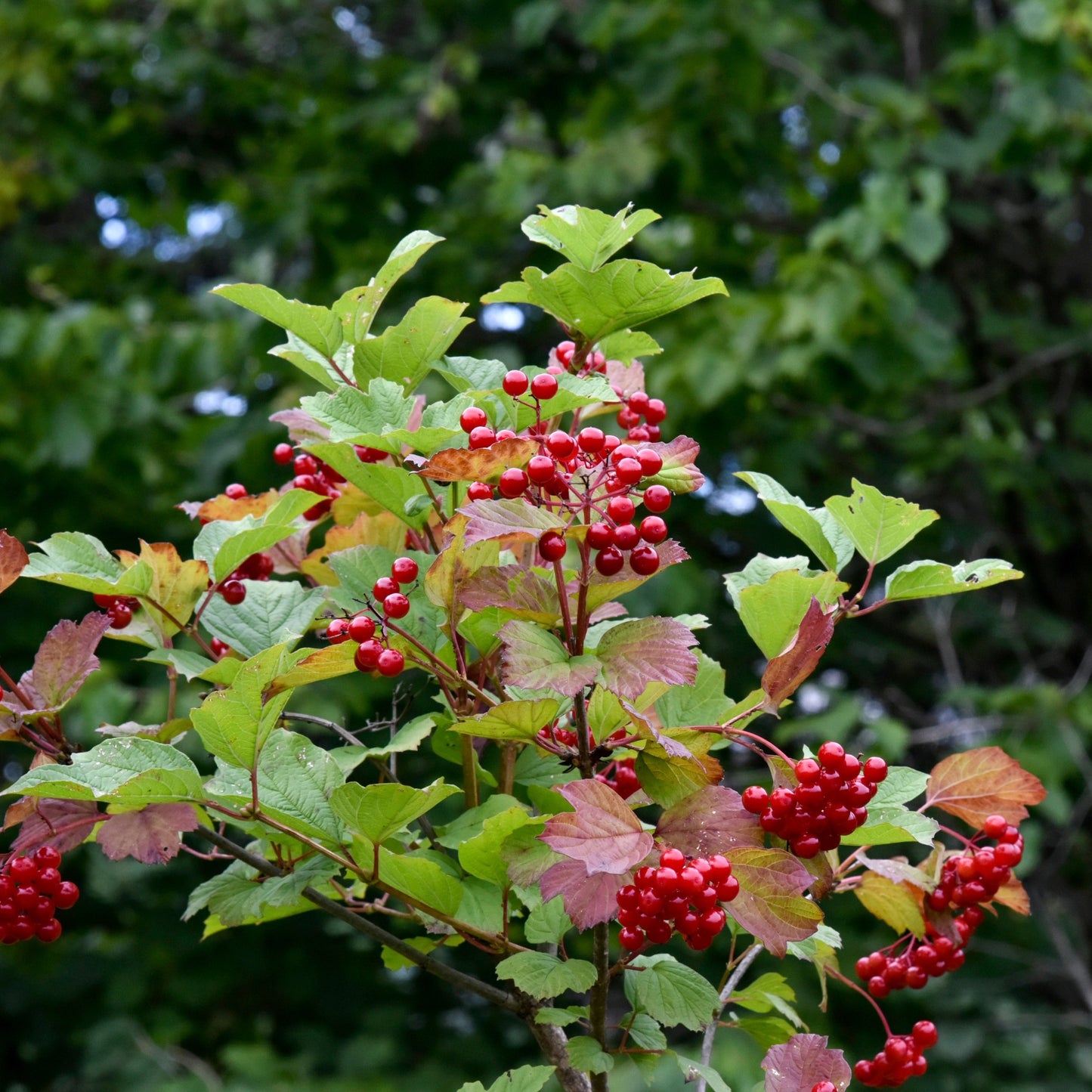 Native Collection: The Essence of Quebec in Your Garden