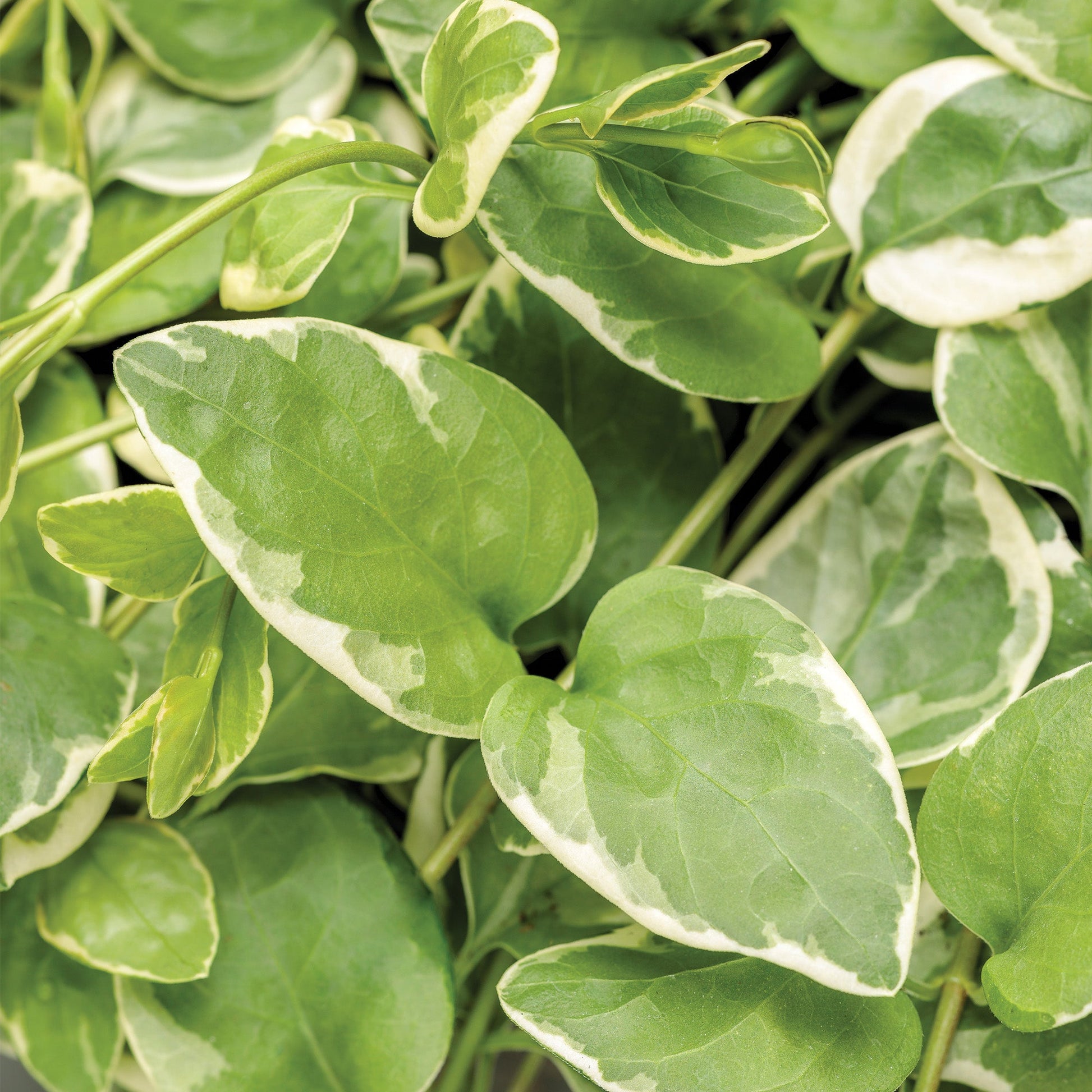 is vinca vine an indoor plant Variegated Vinca Vine – Jardineries Botanix