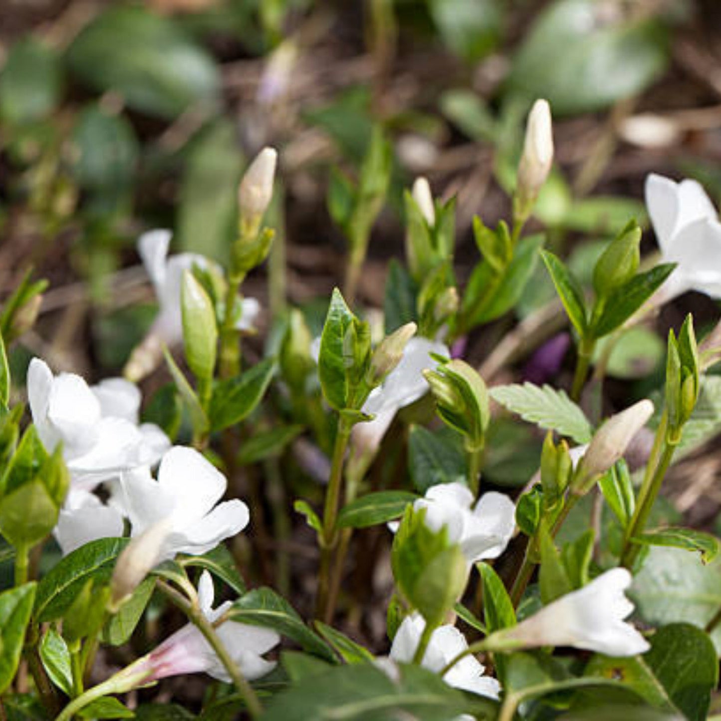 Petite Pervenche 'Alba'