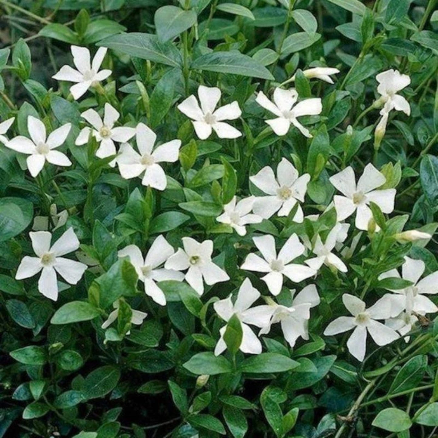 Petite Pervenche 'Alba'