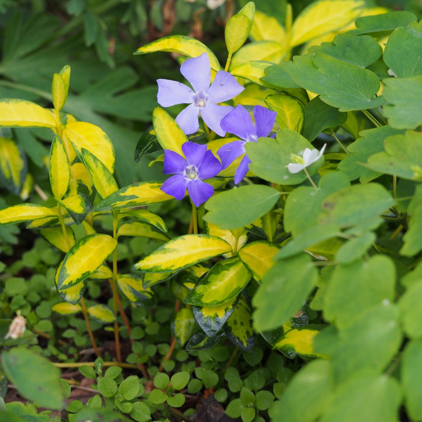 Petite Pervenche 'Illumination'