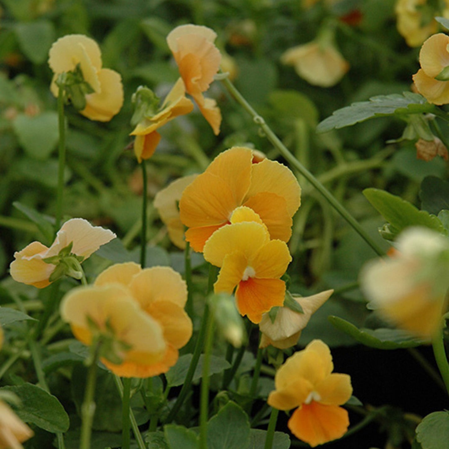 Chantreyland' Horned Violet