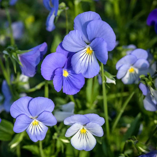 Blue Perfection' Horned Violet 