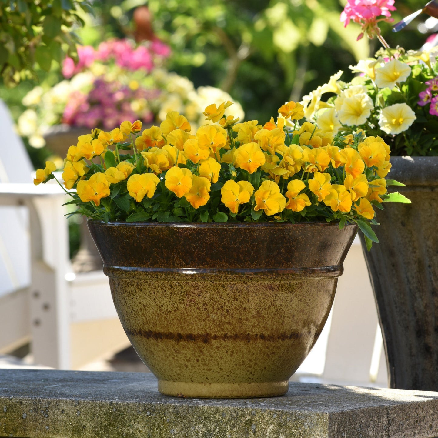 Golden Yellow' Horned Violet 'Golden Yellow'