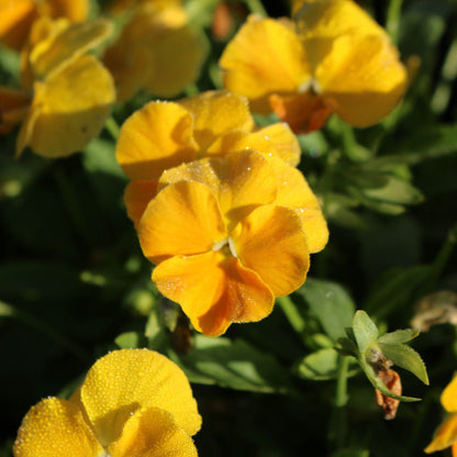 Golden Yellow' Horned Violet 'Golden Yellow'