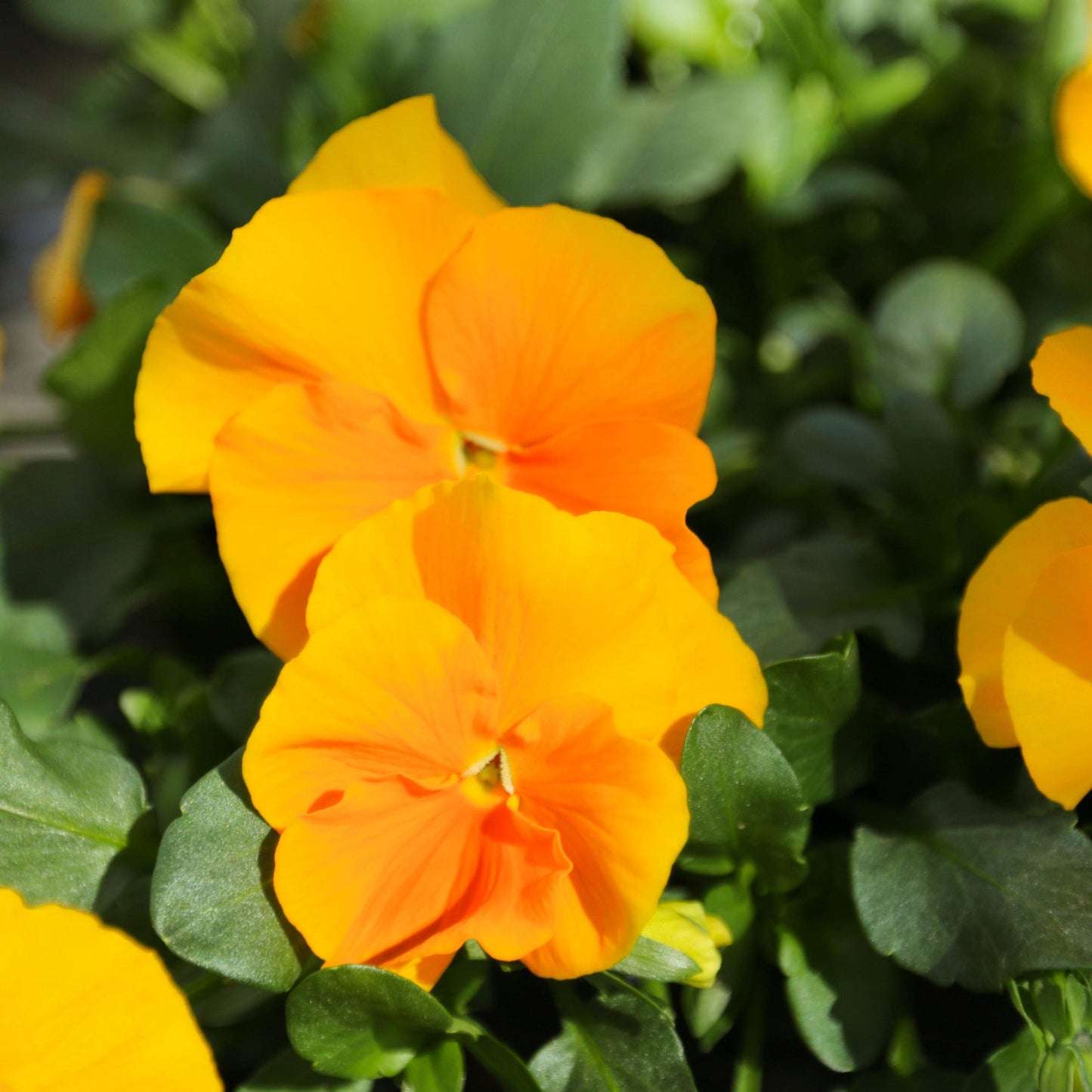 Golden Yellow' Horned Violet 'Golden Yellow'