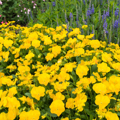 Golden Yellow' Horned Violet 'Golden Yellow'